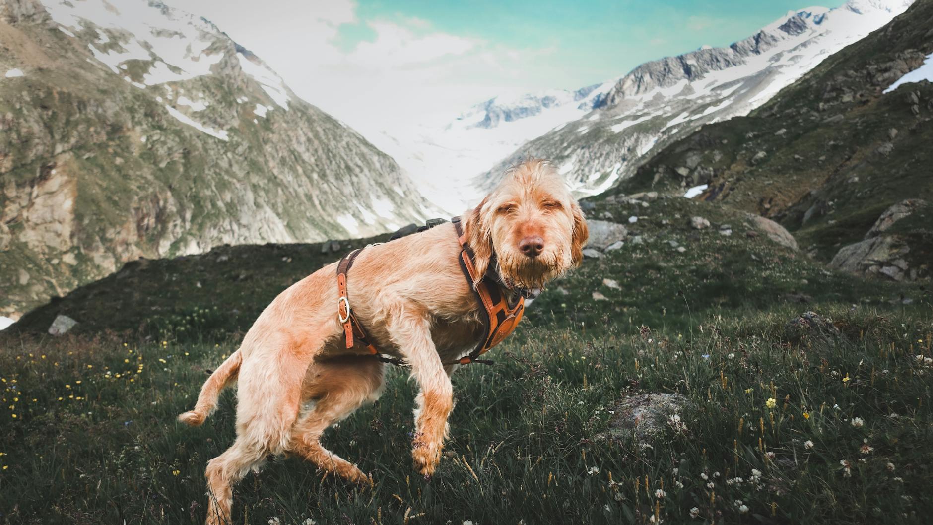 Pies rasy Spinone Italiano bawiący się energicznie w górskim krajobrazie
