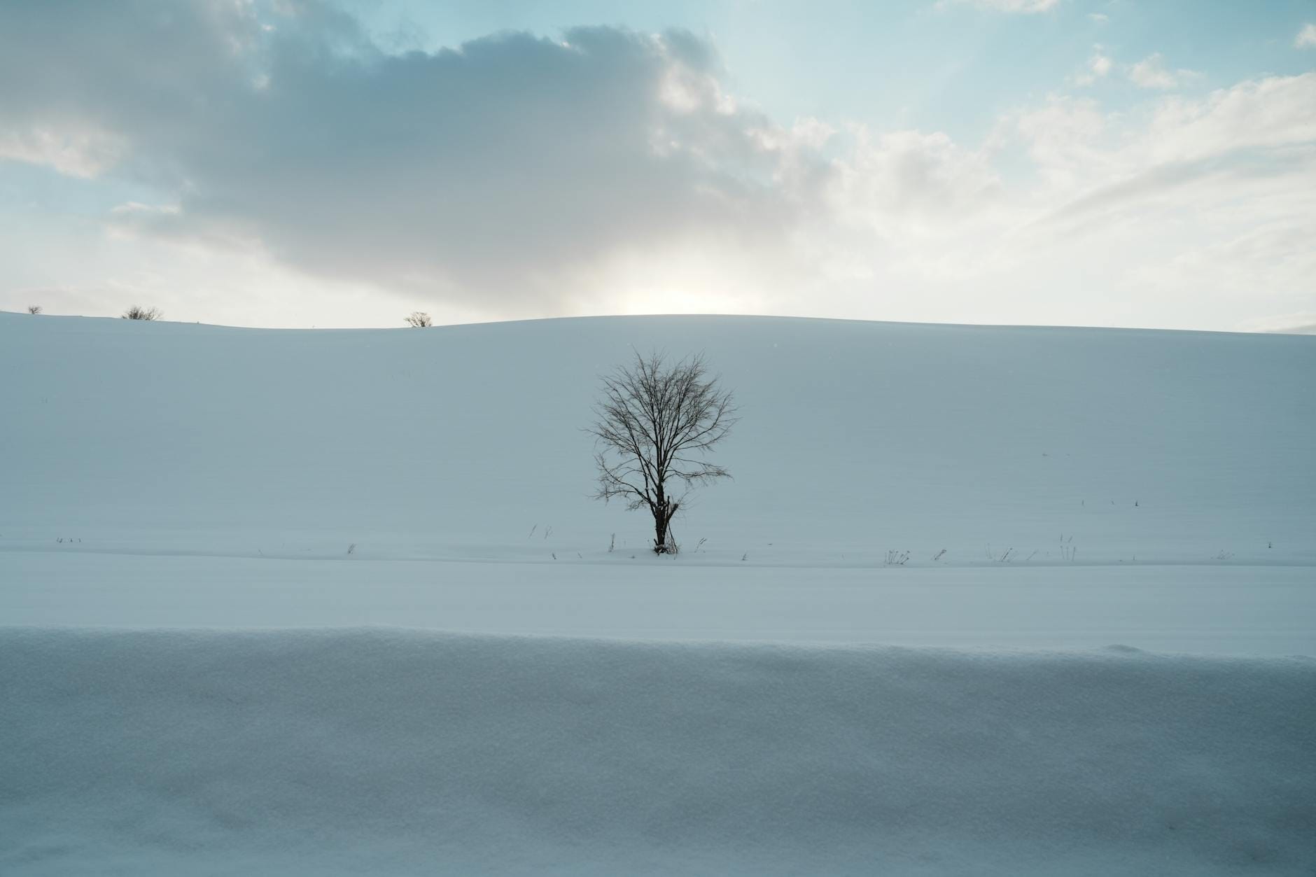 Samotne drzewo na ośnieżonym polu Hokkaido zimą