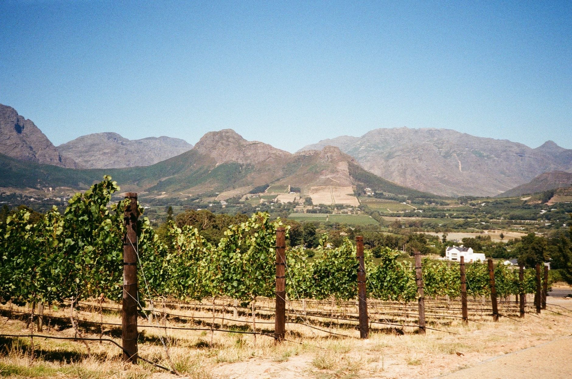 Winnica w Franschhoek z górami w tle w regionie winiarskim RPA